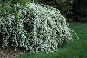 Cape May (Spirea cantoniensis)