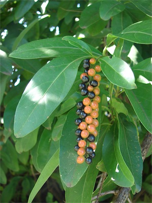 Fiddlewood (Citharexylum caudatum) 