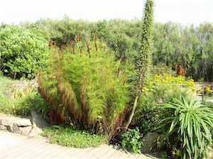 Horsetail restio (Eiegia capensis) 