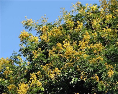 caesalpinia ferrea - Leopard Tree